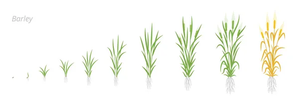 Pertumbuhan tanaman Barley tahap pengembangan. Hordeum vulgare. Perkembangan panen. Periode matang. - Stok Vektor