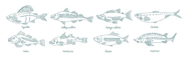 Vis klaar. Verschillende types. Verzameling van zeedieren. Handgetekende vectorcontourlijn. Open paden. Aanpasbare beroerte. — Stockvector