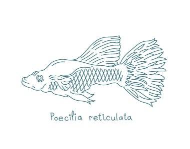 Su sıçanı. Poecilia reticulata, ayrıca milyonlarca balık ve gökkuşağı balığı olarak da bilinir. Akvaryum balığı. Vektör çizgisi. Yolları açın. Düzenlenebilir vuruş.