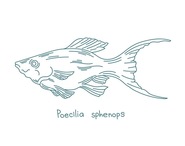 Poecilia fenops. Короткоплавниковая экстази или обычная экстази. Рыба-аквариум. Векторная линия контура. Открытые пути. Штрих к таблице. — стоковый вектор