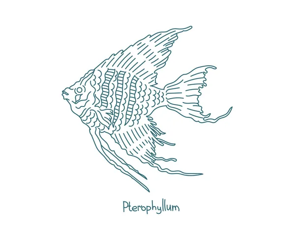 앙겔라 피시. Pterophyllum. 수족관 물고기. 벡터등 고선. 열린 길. 정확 한 뇌졸중. — 스톡 벡터