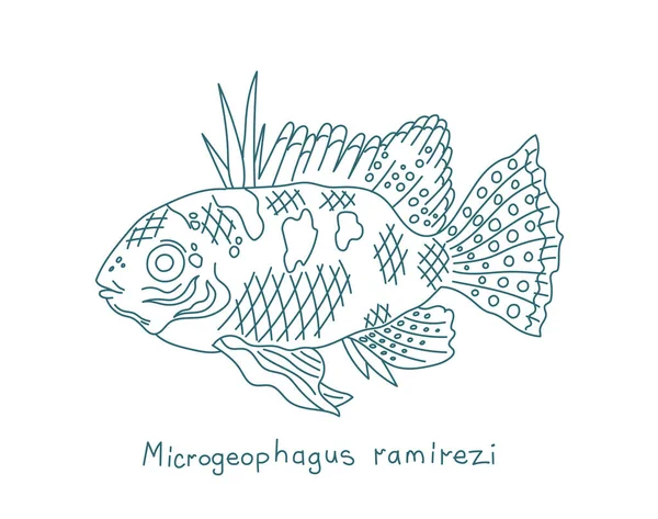 De blauwe ram. Mikrogeophagus ramirezi. Aquariumvissen. Vectorcontourlijn. Open paden. Aanpasbare beroerte. — Stockvector