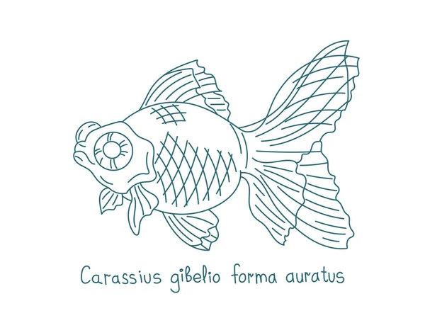 Золотая рыбка. Carassius auratus. Рыба-аквариум. Векторная линия контура. Открытые пути. Штрих к таблице. — стоковый вектор