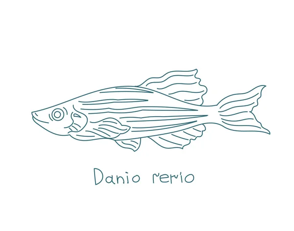 Зебраиды. Данио Рерио. Zebra danio. Рыба-аквариум. Векторная линия контура. Открытые пути. Штрих к таблице. — стоковый вектор