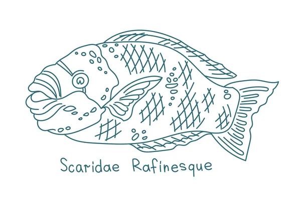 Рыба-попугай. Scaridae rafinesque. Рыба-аквариум. Векторная линия контура. Открытые пути. Штрих к таблице. — стоковый вектор