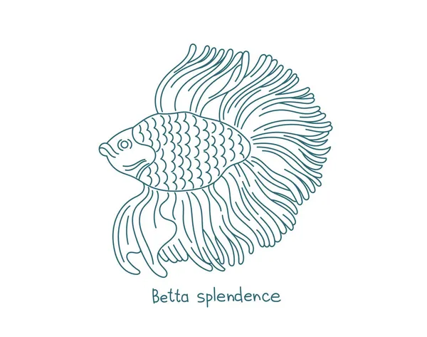 Сиамская боевая рыба. Бетта великолепен. Рыба-аквариум. Векторная линия контура. Открытые пути. Штрих к таблице. — стоковый вектор