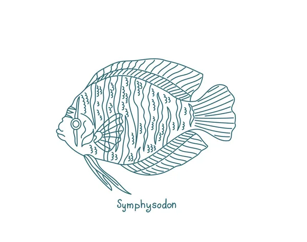 Симфисодон. Рыба-аквариум. Известный как discus, род цихлид. Векторная линия контура. Открытые пути. Штрих к таблице. — стоковый вектор