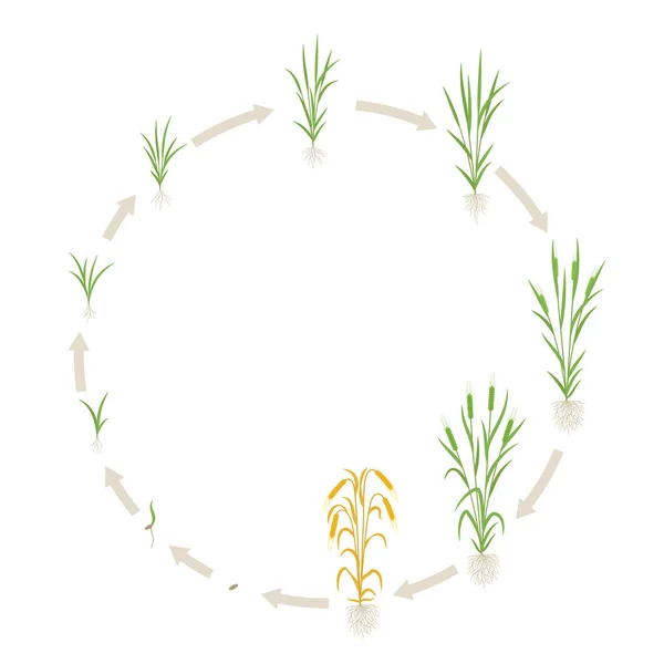 Barley growth stages. Multiple stems. Hordeum vulgare. Round cycle. Harvest progression. Vector infographics illustration. — Stock Vector