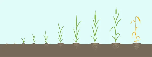 Estágios de crescimento da cevada. Com um caule. Hordeum vulgare. Progressão da colheita. Antecedentes do solo. Ilustração de infográficos vetoriais. — Vetor de Stock
