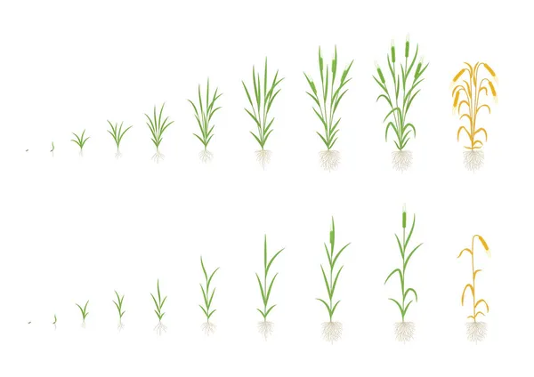 Tillväxtstadier för korn. Med en och flera stjälkar. Hordeum vulgare. Skörd fortskridande. Utveckling av växternas mognadsperiod. Vektor infografik illustration. — Stock vektor