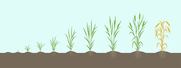 배의 성장 단계입니다. 다발성 줄기. 호 르데 움 독수리입니다. 수확 이 진행됩니다. 식물 이 잘 자라는 시기이다. Vector infographics illustration. — 스톡 벡터