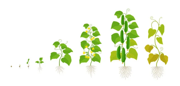Planta de pepino. Etapas de crecimiento. Período de maduración. El ciclo de vida del vegetal. — Archivo Imágenes Vectoriales