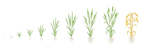 Stades de croissance de l'orge. Des tiges multiples. Progression de la récolte. Développement de la période de maturation des plantes. Illustration vectorielle. — Image vectorielle