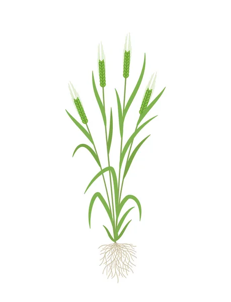 大麦の緑の植物。複数の茎。ベクターイラスト. — ストックベクタ