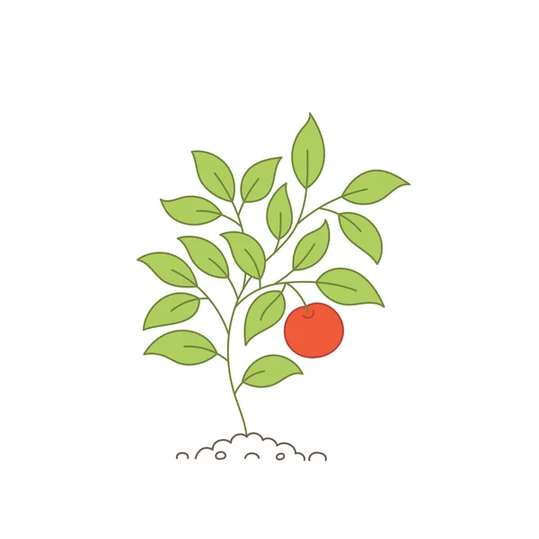 Kleine boom met appel. Boomgaard fruitoogst. Open paden. Bewerkbare beroerte. Vector Illustratie. — Stockvector