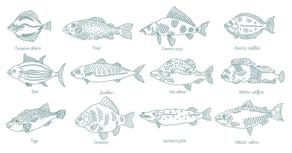 Vis klaar. Verschillende types. Verzameling van zeedieren. Handgetekende vectorcontourlijn. Open paden. Aanpasbare beroerte. — Stockvector