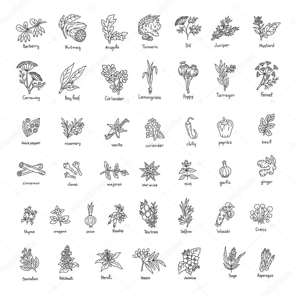 Vector sketch illustration of spices and herbs. Isolated on a white background.