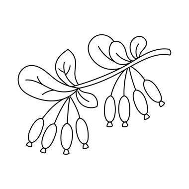 Baharat ve bitkilerin vektör çizimi. Beyaz bir arkaplanda izole edilmiş.