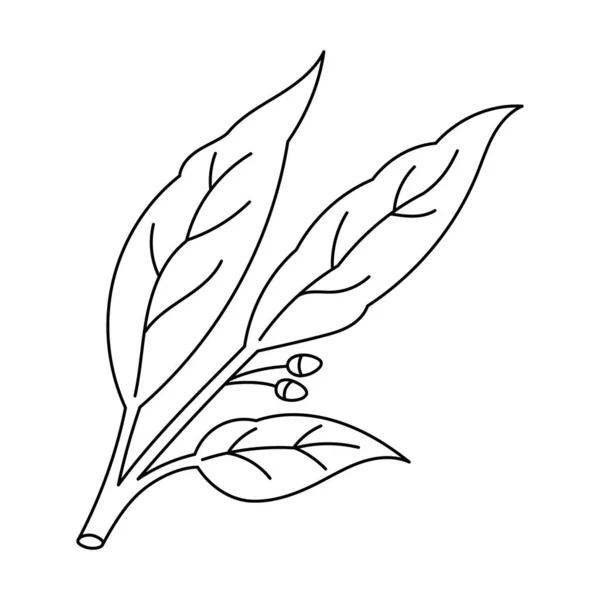 Векторна Ескізна Ілюстрація Спецій Трав Ізольовані Білому Тлі — стоковий вектор