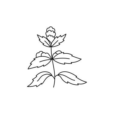 Baharat ve bitkilerin vektör çizimi. Beyaz bir arkaplanda izole edilmiş.