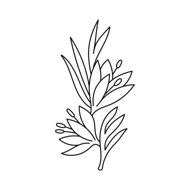 Baharat ve bitkilerin vektör çizimi. Beyaz bir arkaplanda izole edilmiş.