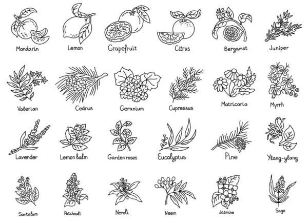 Illustration Vectorielle Des Herbes Isolé Sur Fond Blanc Voies Ouvertes — Image vectorielle