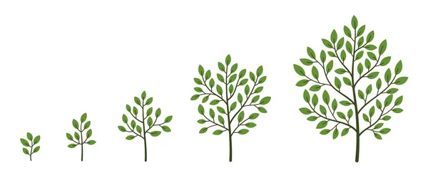 Plant Development Phases Animation Progression Vector Sketch Infographic Set Life — Stockový vektor