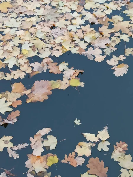 Feuilles Automne Sur Eau — Photo