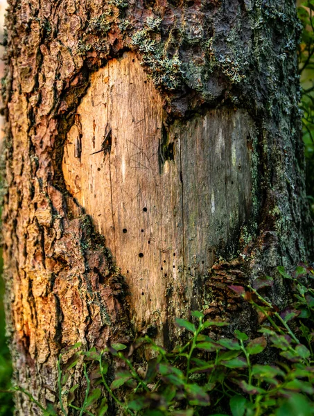 Coração Tronco Árvore Formado Por Lascar Casca Iluminado Pelo Sol — Fotografia de Stock