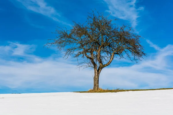 Osamělý Ovocný Strom Zasněžené Louce Proti Modré Obloze Mrakem Winter — Stock fotografie