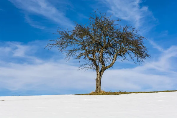 Osamělý Ovocný Strom Zasněžené Louce Proti Modré Obloze Mrakem Winter — Stock fotografie