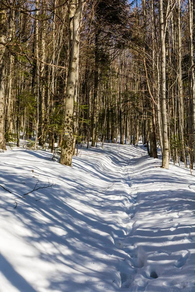 Gelb Markierter Weg Schnee Durch Den Buchenwald Winter — Stockfoto