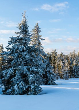Buzlu ladin dalları. Sabah kış ormanı.