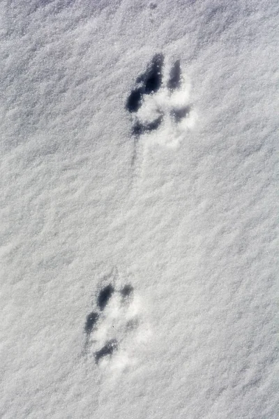 Wolfspuren Canis Lupus Schnee — Stockfoto