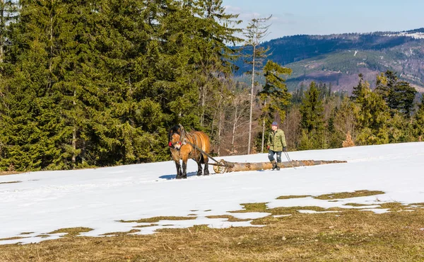 Ujsoly Poland April 2022 Hard Work Woods Zywiec Beskids Beskid — Stock Photo, Image