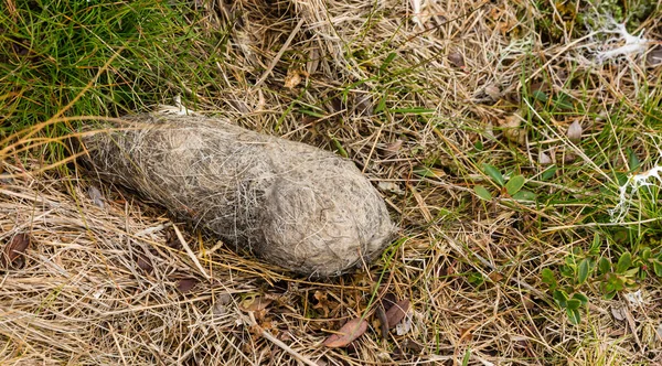 野生における獲物の鳥のペレット 鳥類学 — ストック写真