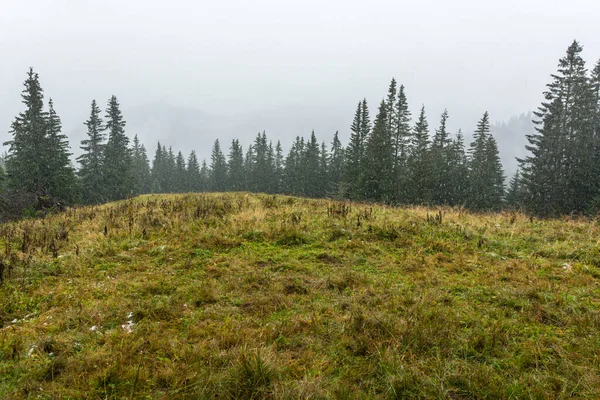 Mroczny Dzień Polanie Lesie Podczas Jesiennych Opadów Śniegu — Zdjęcie stockowe