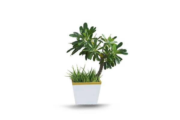 Madder Indoor Plants White Background Clipping Path — Stock Photo, Image