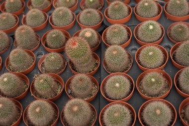 Plastik bir tencerede küçük bir kaktüs. Bir sürü kahverengi, tam arkaplan.