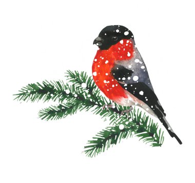Ayrı bir Noel kış düzenlemesi. Saka kuşu ve köknar ağacı. Suluboya el resmi beyaz arka plana çizilmiş. Su rengi çizimi.