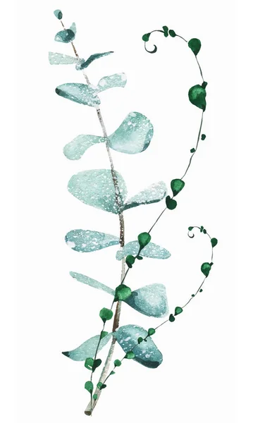 Isolé eucalyptus feuilles arrangement de branche. — Image vectorielle
