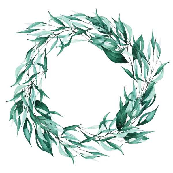 Corona de hojas de eucalipto aisladas. — Vector de stock