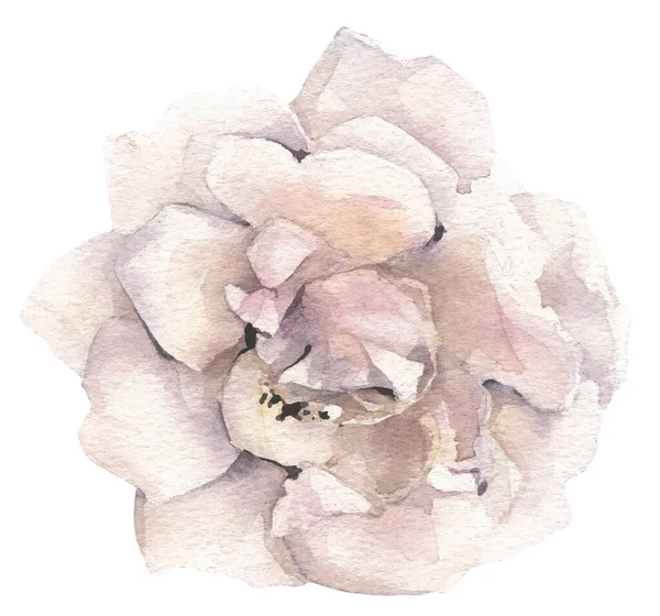 Isolerad vit rosenblomma. Spårad vektor akvarell. — Stock vektor