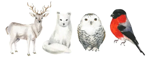 Bullfinch isolado, renas, raposa polar e coruja branca. —  Vetores de Stock