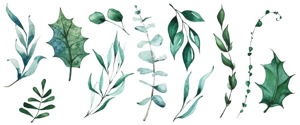 Isolé branche de Noël sempervirent, feuilles de houx, eucalyptus, verdure etc. — Image vectorielle
