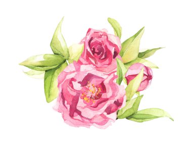 Suluboya el boyası pembe kiraz çiçekleri ve yapraklar. İzole edilmiş çiçek illüstrasyonu.