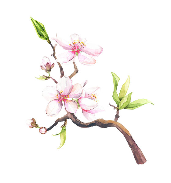 Watercolor painted white cherry blossoms on a branch. Isolated floral illustration.
