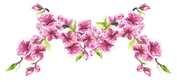 Watercolor painted branch with pink cherry blossoms. Isolated floral illustration. — Stock Photo, Image