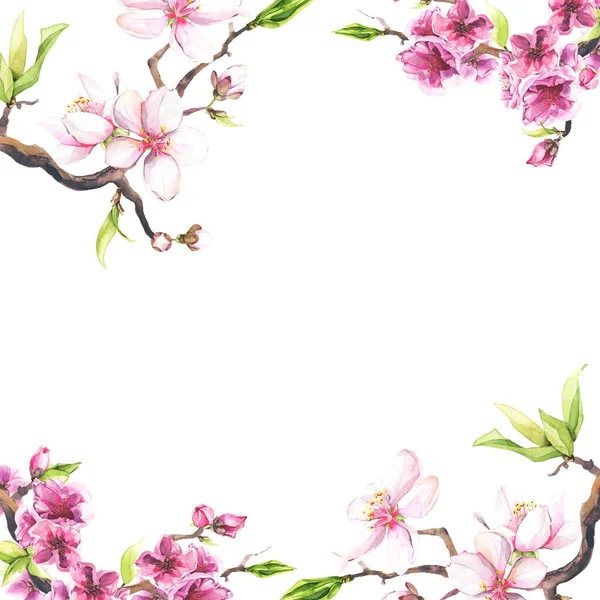 Aquarel geschilderde witte kers bloesems op een tak. Geïsoleerde bloemen frame illustratie. — Stockfoto