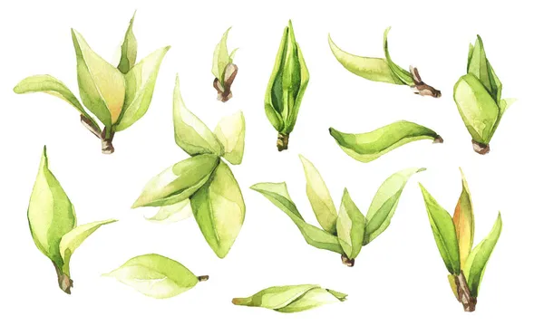 Akvarel ručně malované sada čerstvých zelených listů. — Stock fotografie